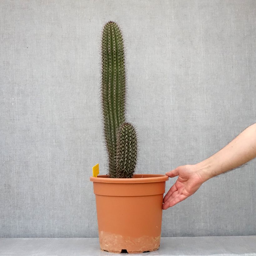 Example of Cactus - Stenocereus thurberi Vaso da 7,5L/10L as you get in printemps