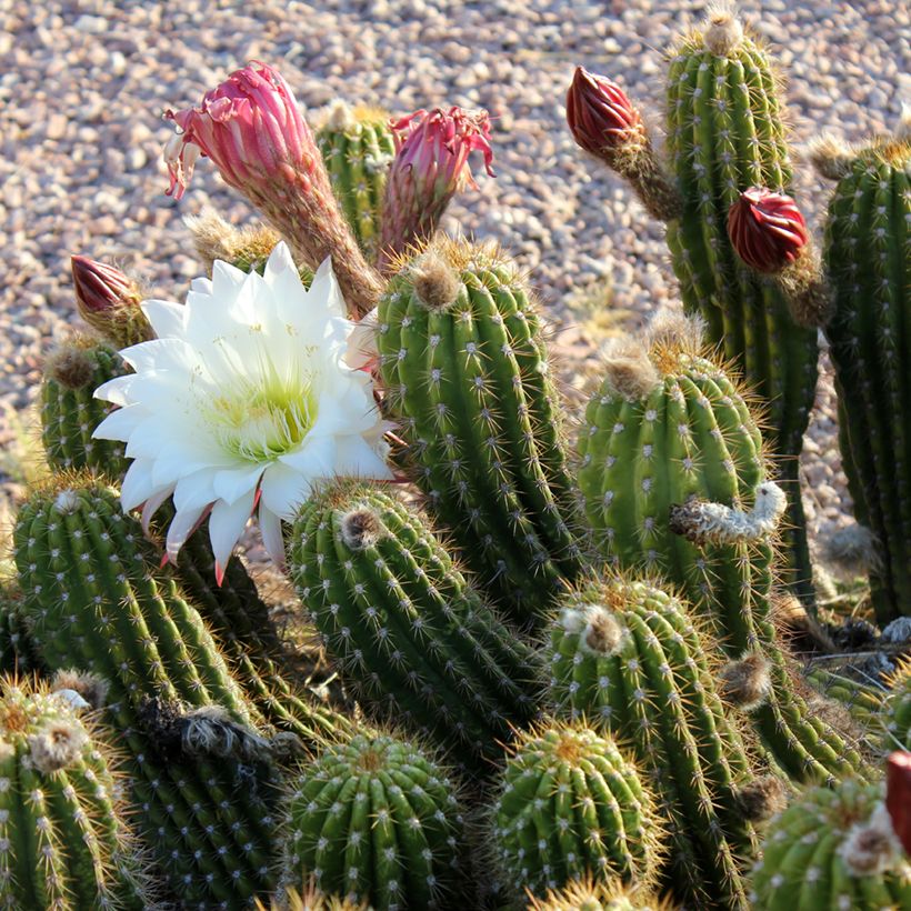 Cactus - Stenocereus thurberi (Flowering)