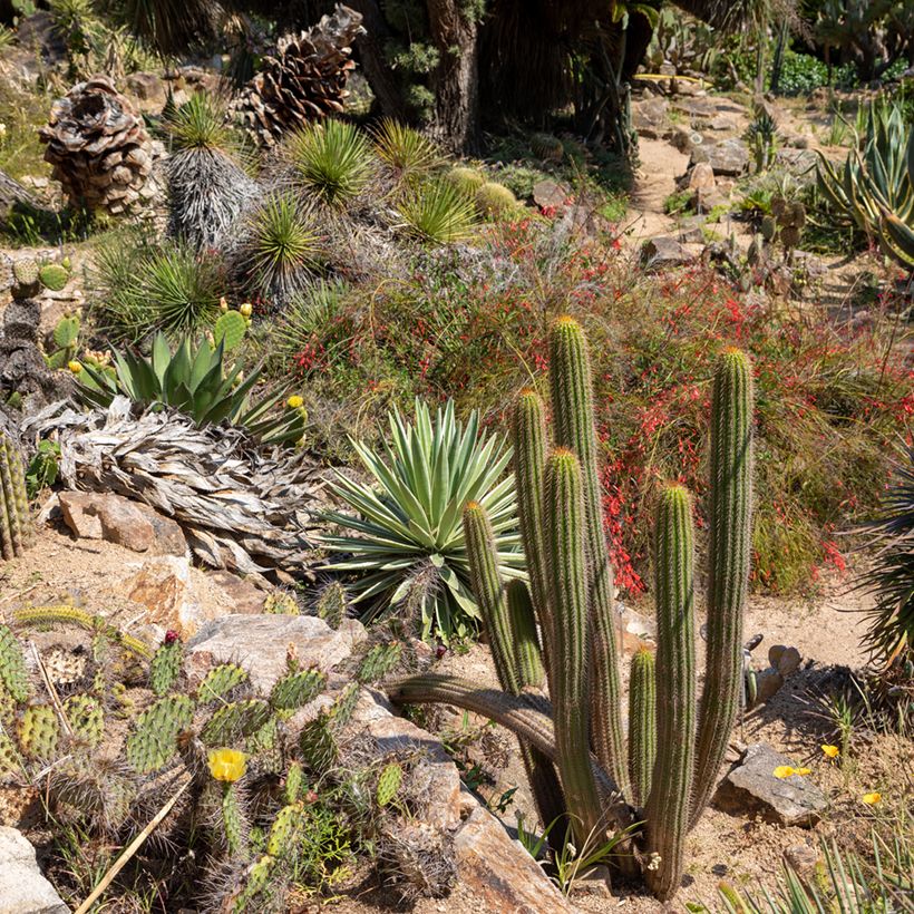 Cactus - Stenocereus thurberi (Plant habit)