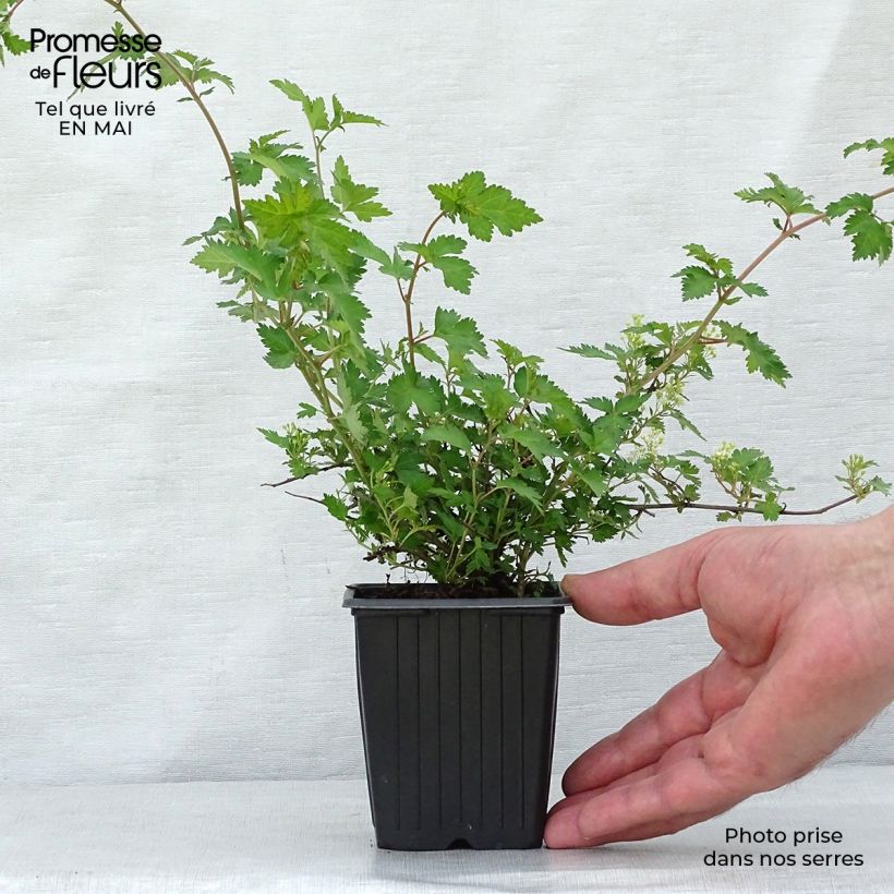 Example of Stephanandra incisa Crispa Vasetto da 8/9 cm as you get in printemps