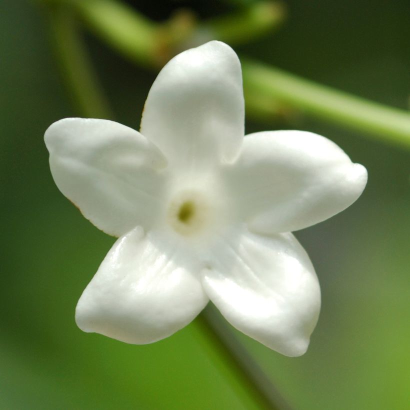 Stephanotis jasminoides - Gelsomino del Madagascar (Fioritura)