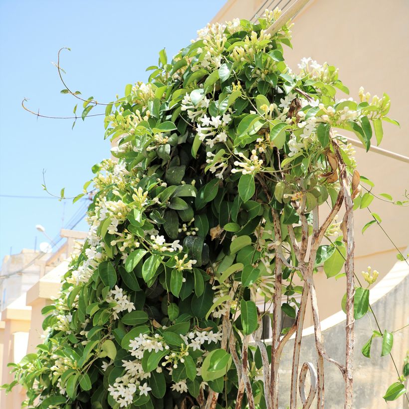 Stephanotis jasminoides - Gelsomino del Madagascar (Porto)