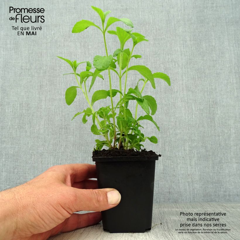 Stevia rebaudiana - Stevia Vasetto da 8/9 cm esemplare consegnato in primavera