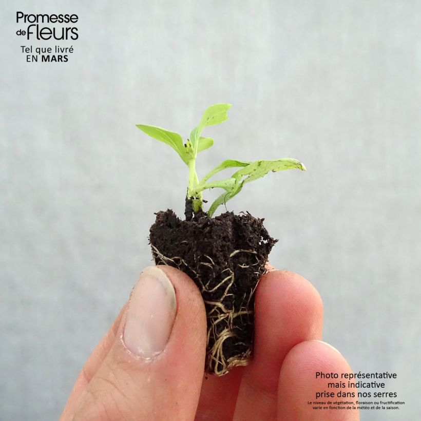 Stevia rebaudiana Sweet Honey - Stevia mini zolla... esemplare consegnato in primavera