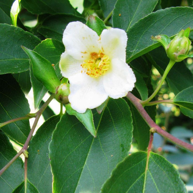 Stewartia monadelpha (Fioritura)