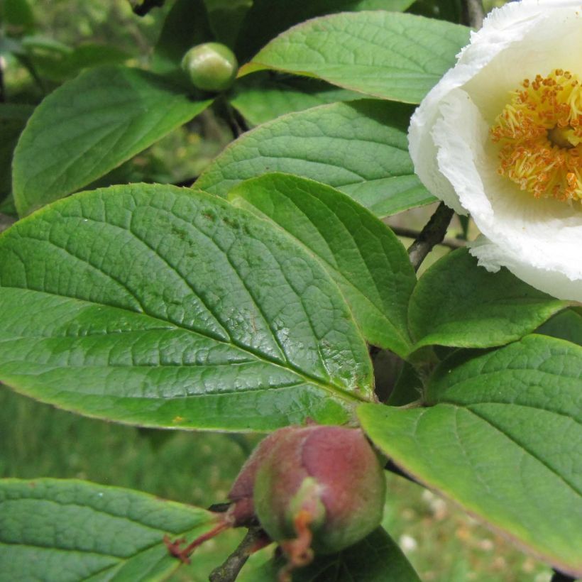 Stewartia pseudocamellia Koreana (Foliage)