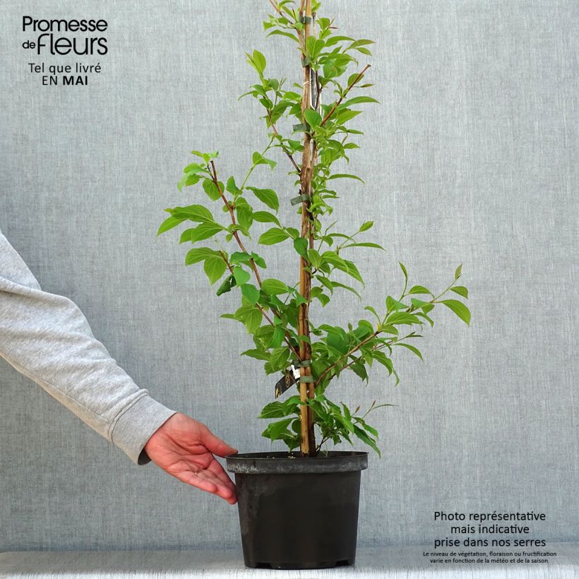 Example of Stewartia pseudocamellia Vaso da 3L/4L as you get in printemps