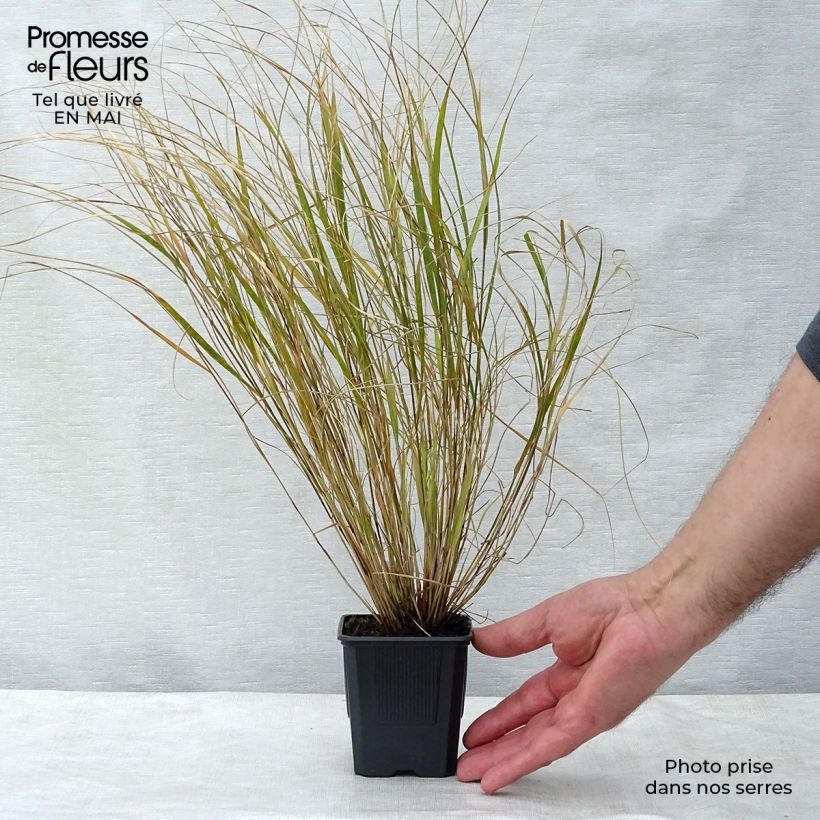 Stipa arundinacea - Anemanthele Vasetto da 8/9 cm esemplare consegnato in primavera