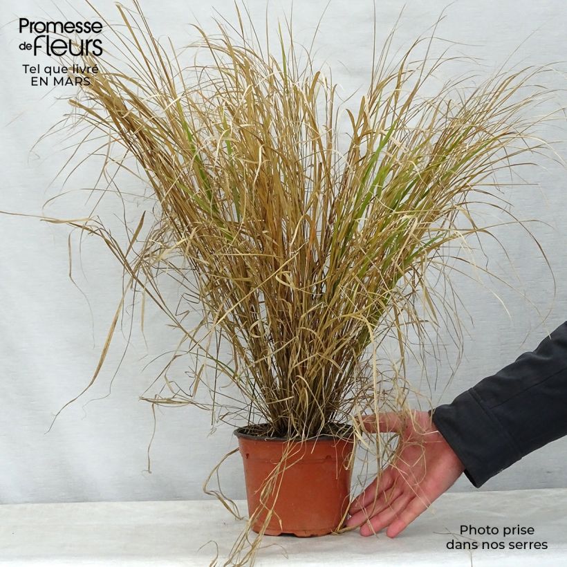 Stipa arundinacea Sirocco Vaso da 2L/3L esemplare consegnato in primavera