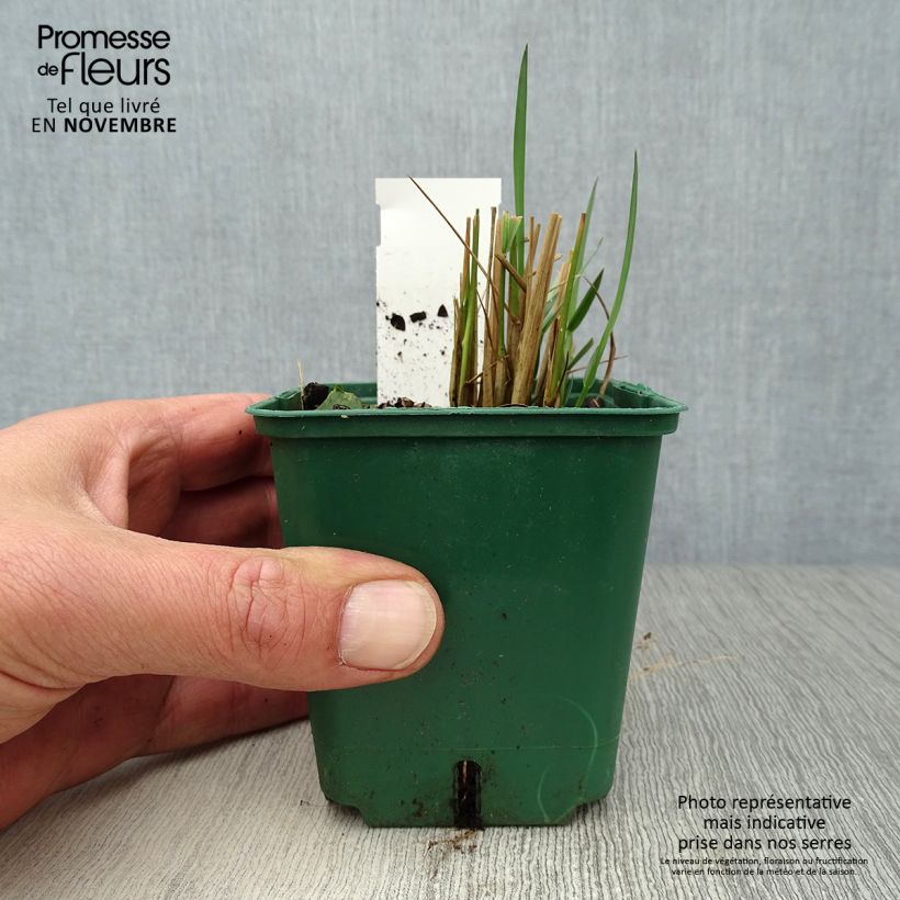 Esemplare di Stipa calamagrostis - Cannella argentea Vasetto da 8/9 cm come consegnato in autunno