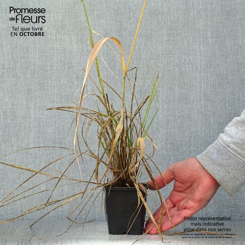 Esemplare di Stipa extremiorientalis Vasetto da 8/9 cm come consegnato in autunno