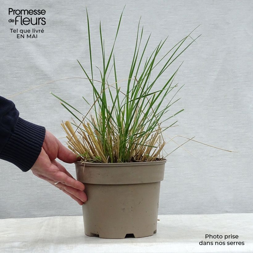 Example of Stipa gigantea - Stipa gigante Vaso da 2L/3L as you get in printemps