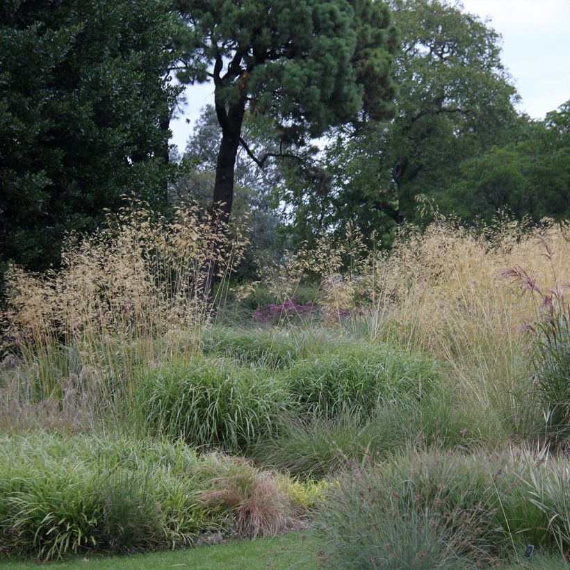 Stipa gigantea - Stipa gigante (Plant habit)