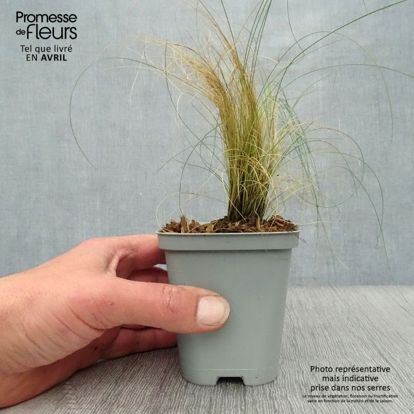 Stipa pennata - Lino delle fate piumoso Vasetto da 8/9 cm esemplare consegnato in primavera
