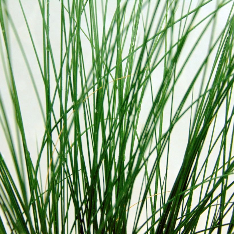 Stipa tenuifolia - Erba ago del Texas (Foliage)