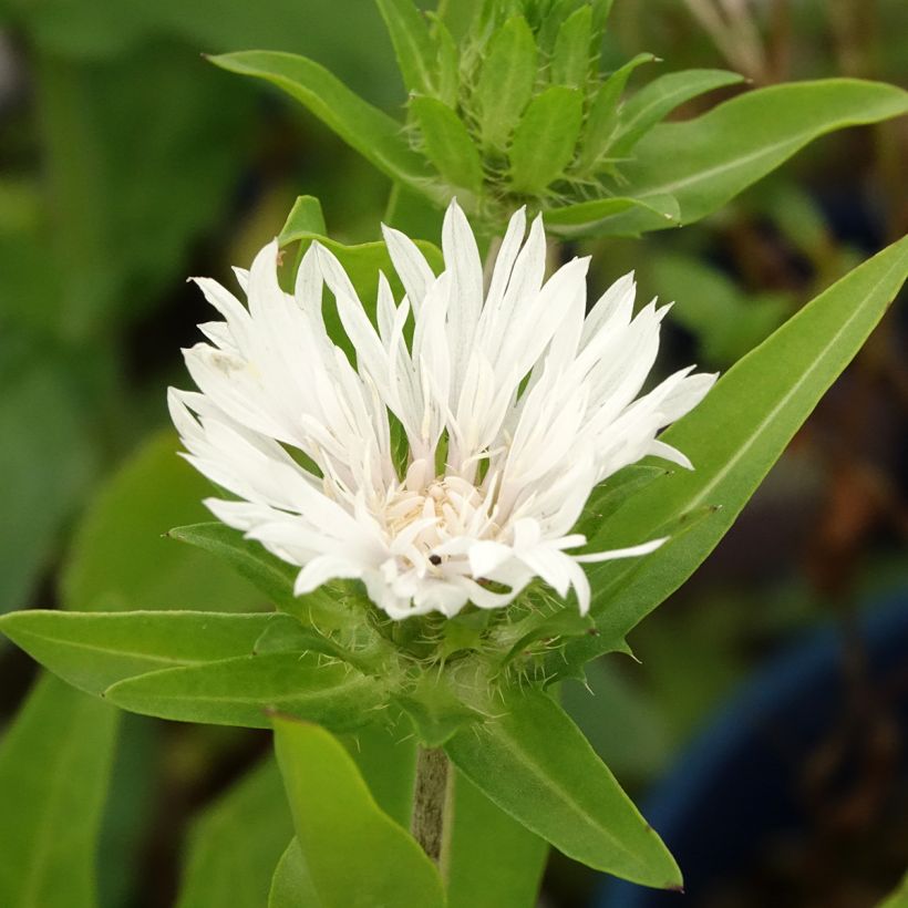 Stokesia laevis Alba (Fogliame)