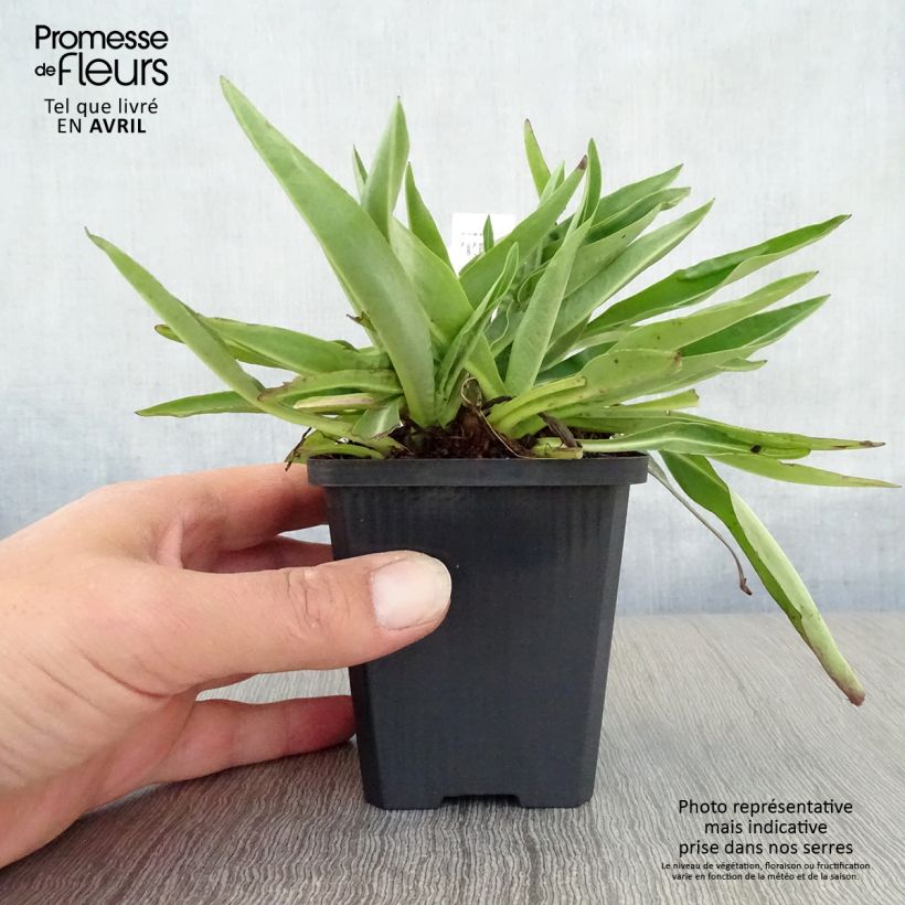 Stokesia laevis Alba Vasetto da 8/9 cm esemplare consegnato in primavera