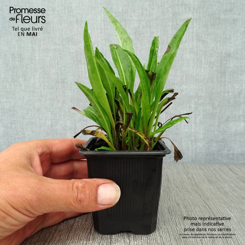 Stokesia laevis Blue Star Vasetto da 8/9 cm esemplare consegnato in primavera