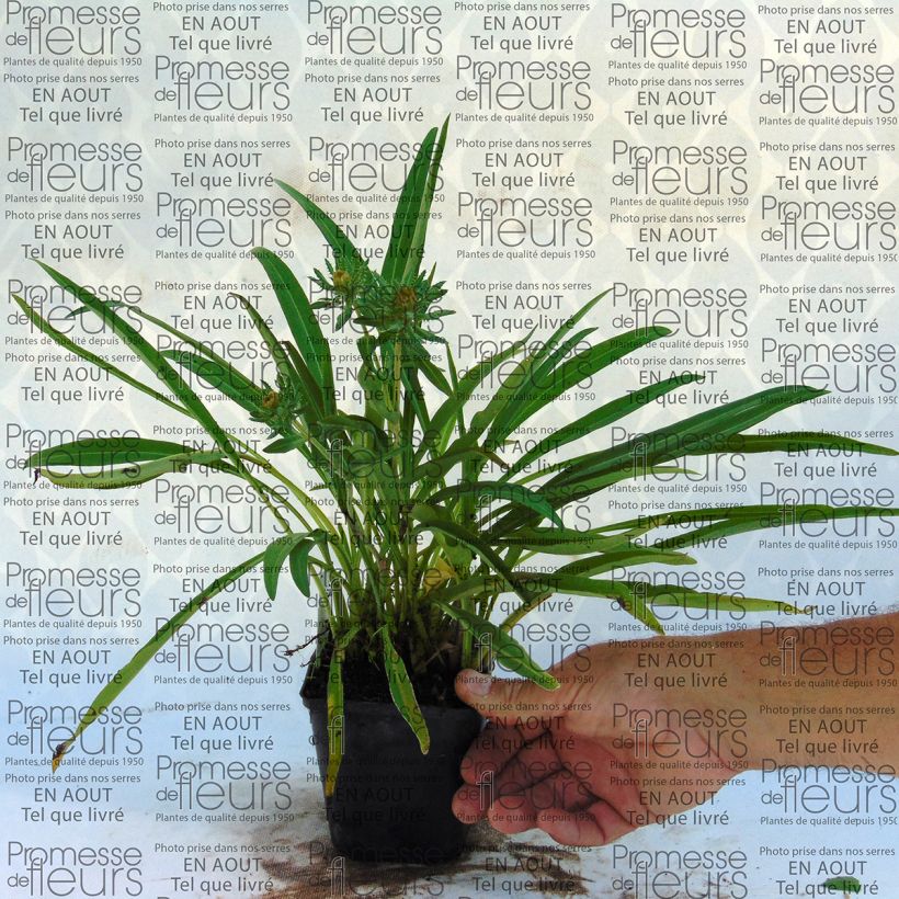 Esempio di esemplare Stokesia laevis Mary Gregory Vasetto da 8/9 cm come consegnato