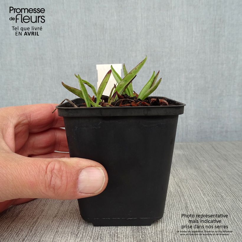 Stokesia laevis Purple Parasols Vasetto da 8/9 cm esemplare consegnato in primavera