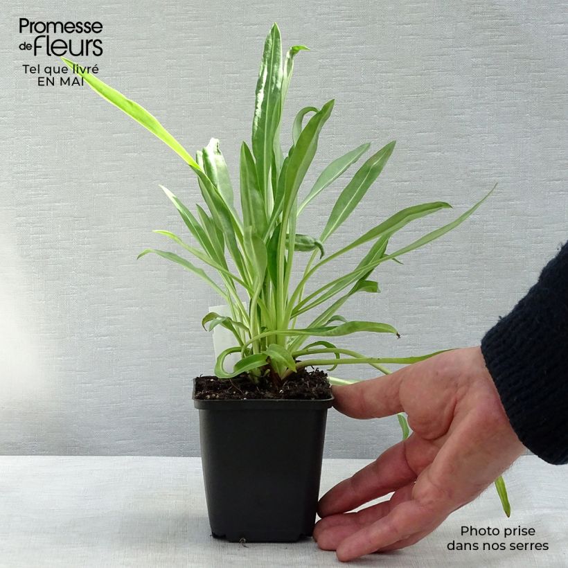 Stokesia laevis Traumerei Vasetto da 8/9 cm esemplare consegnato in primavera