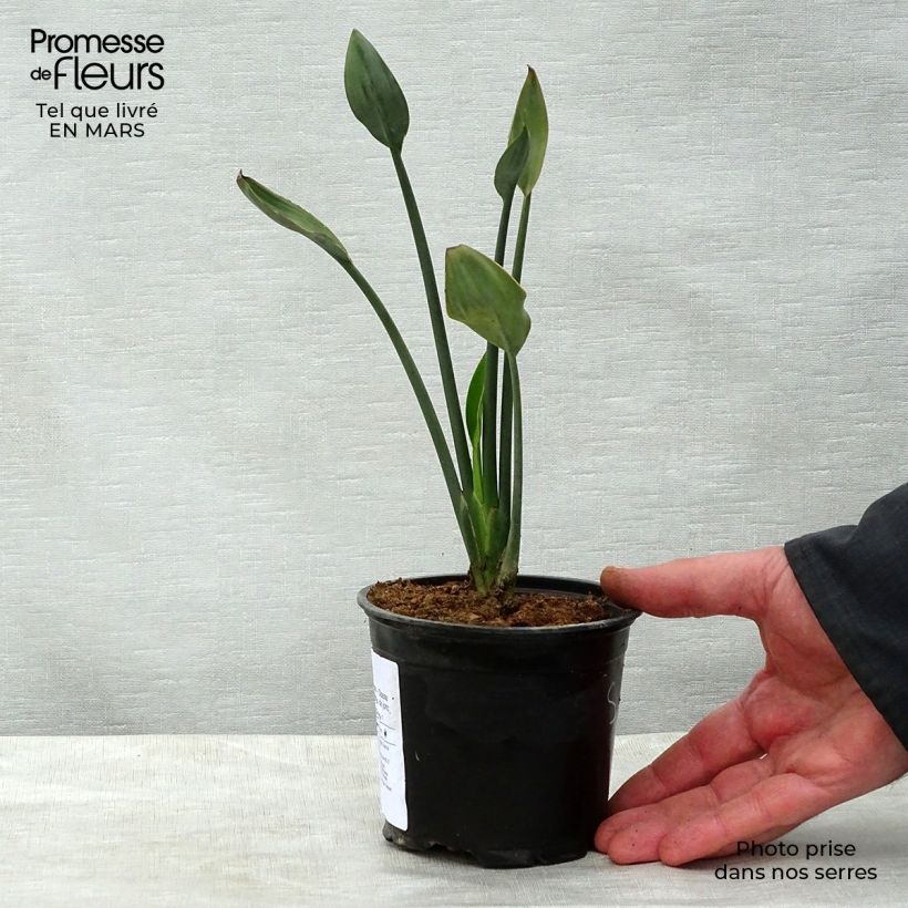Example of Strelitzia juncea - Ucello del paradisio Vaso da Ø 12 cm / 13 cm as you get in printemps