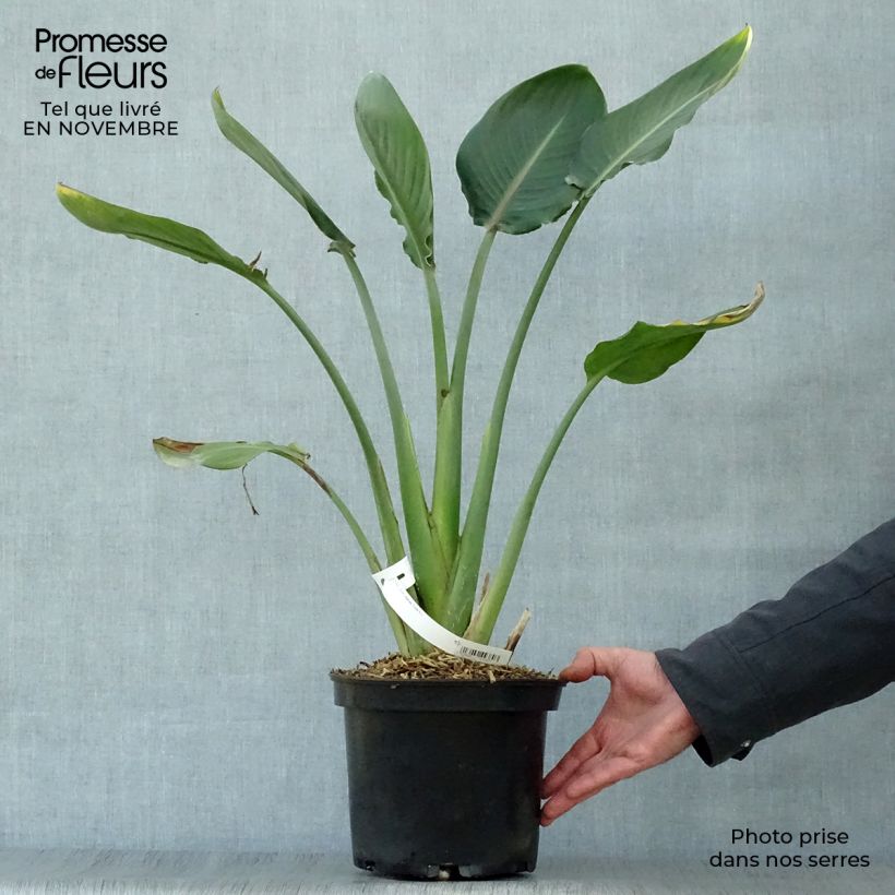 Esemplare di Strelitzia reginae - Uccello del paradiso Vaso da 2L/3L come consegnato in autunno
