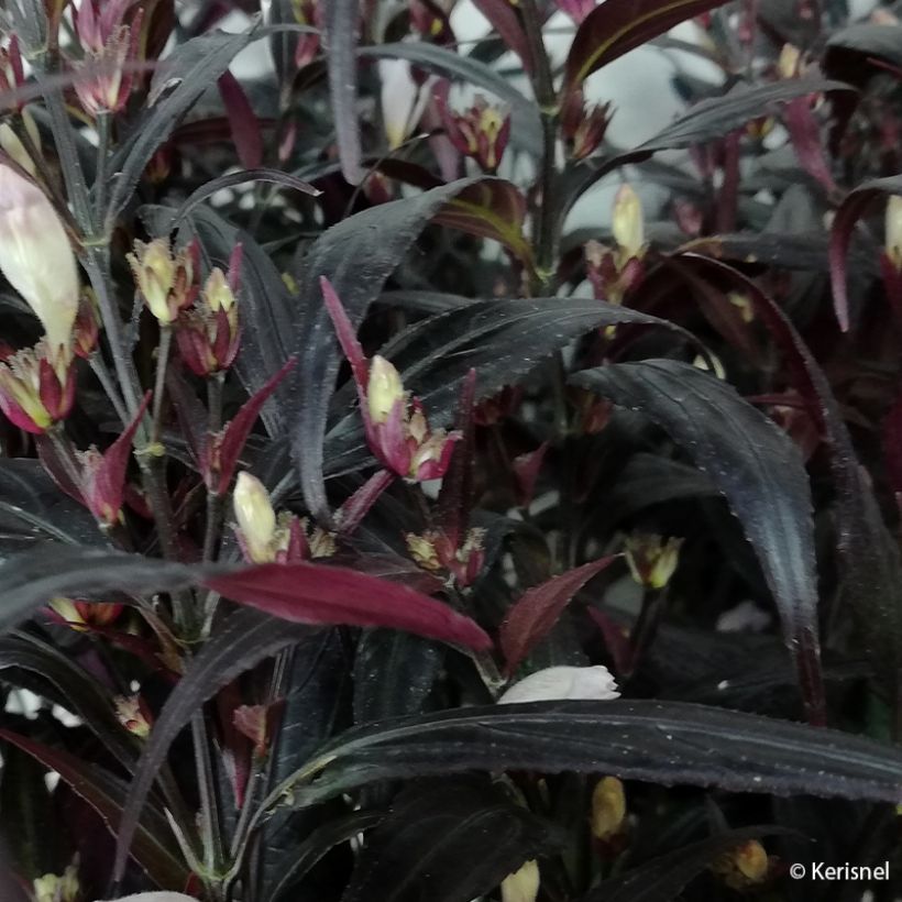 Strobilanthes anisophylla Brunetthy (Fogliame)