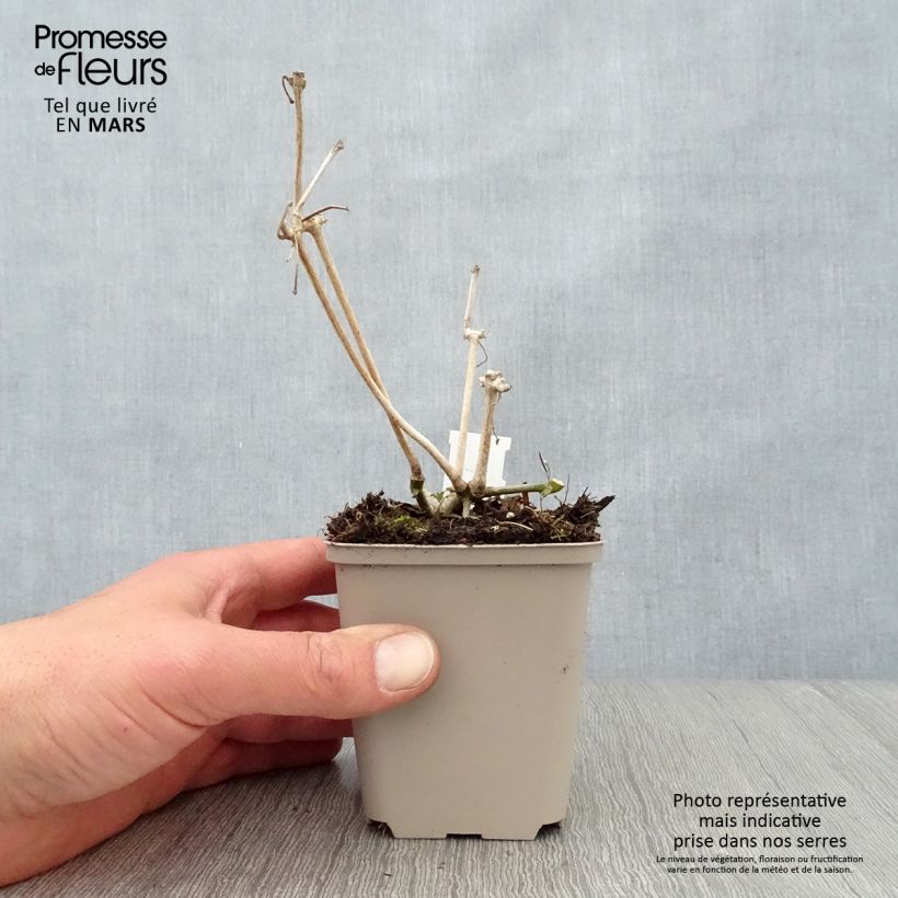 Strobilanthes attenuata Vasetto da 8/9 cm esemplare consegnato in primavera