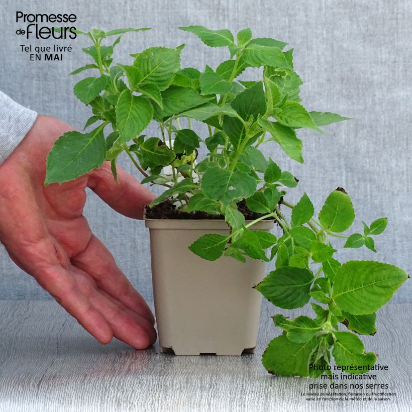 Strobilanthes attenuata Blue Carpet Vasetto da 8/9 cm esemplare consegnato in primavera