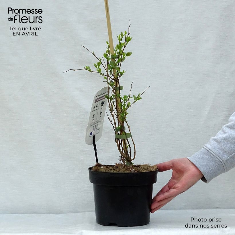 Example of Styrax japonica Evening Light Vaso da 3L/4L as you get in printemps