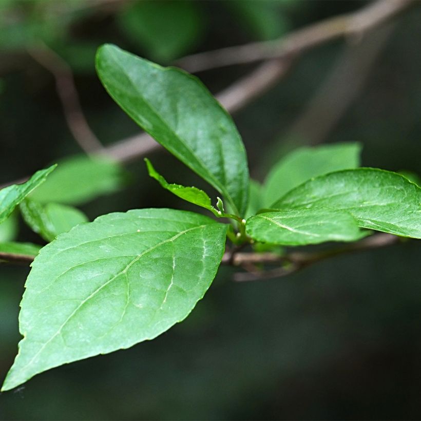 Styrax japonica Fargesii (Fogliame)