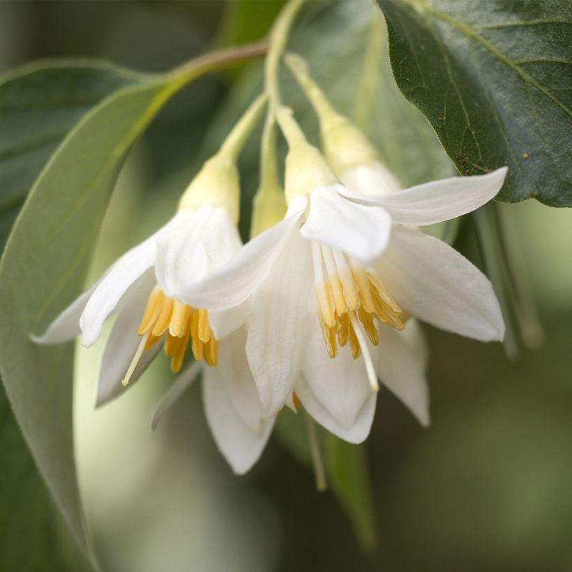 Styrax japonica Fargesii (Fioritura)