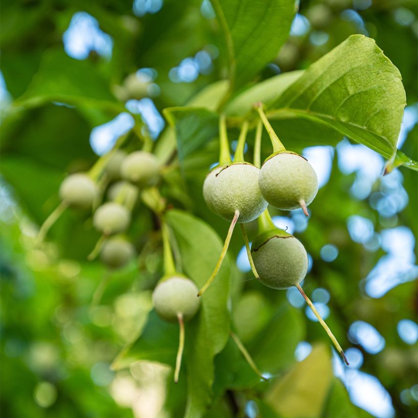 Styrax japonica Fargesii (Raccolta)