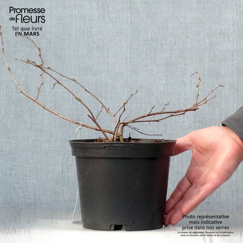 Styrax japonica Vaso da 3L/4L esemplare consegnato in primavera