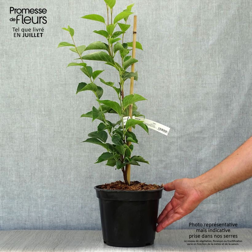 Esemplare di Styrax japonica June snow Vaso da 3L/4L consegnato in estate