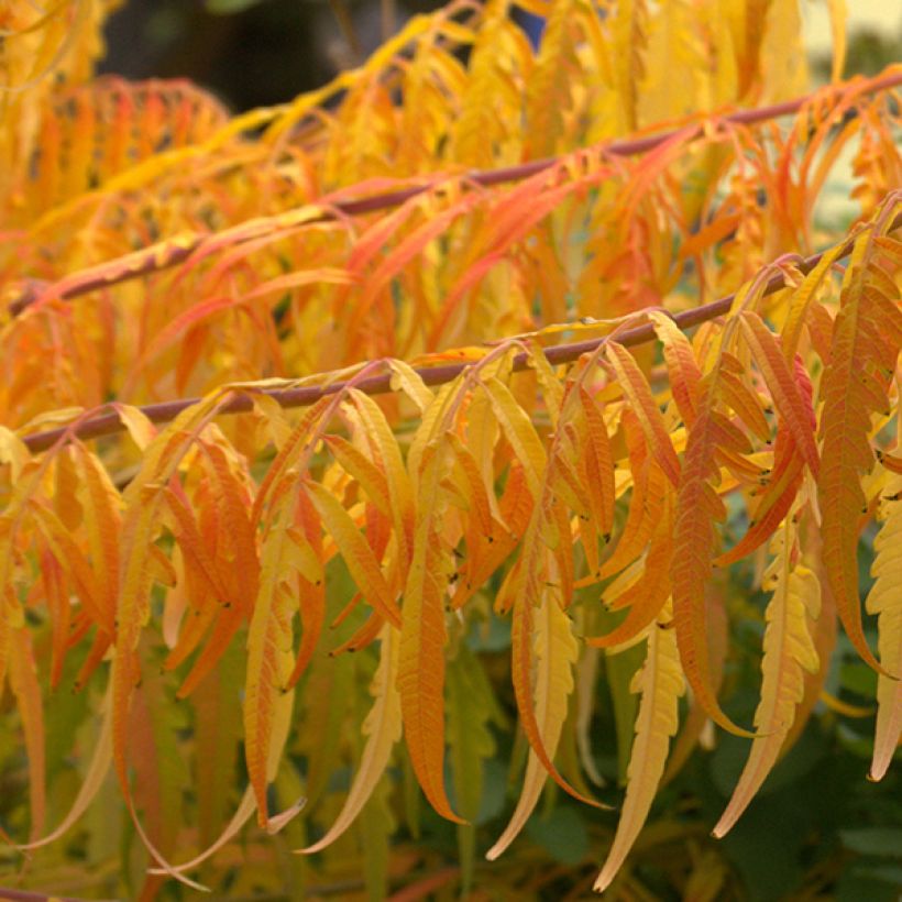 Rhus typhina Tiger Eyes - Sommaco maggiore (Foliage)