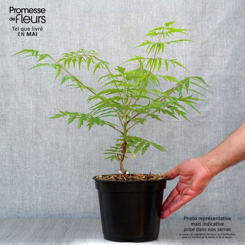 Example of Rhus typhina Tiger Eyes - Sommaco maggiore Vaso da 3L/4L as you get in printemps