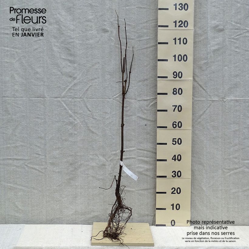 Sambucus racemosa - Sambuco rosso Piante piccole a radice nuda esemplare consegnato in inverno