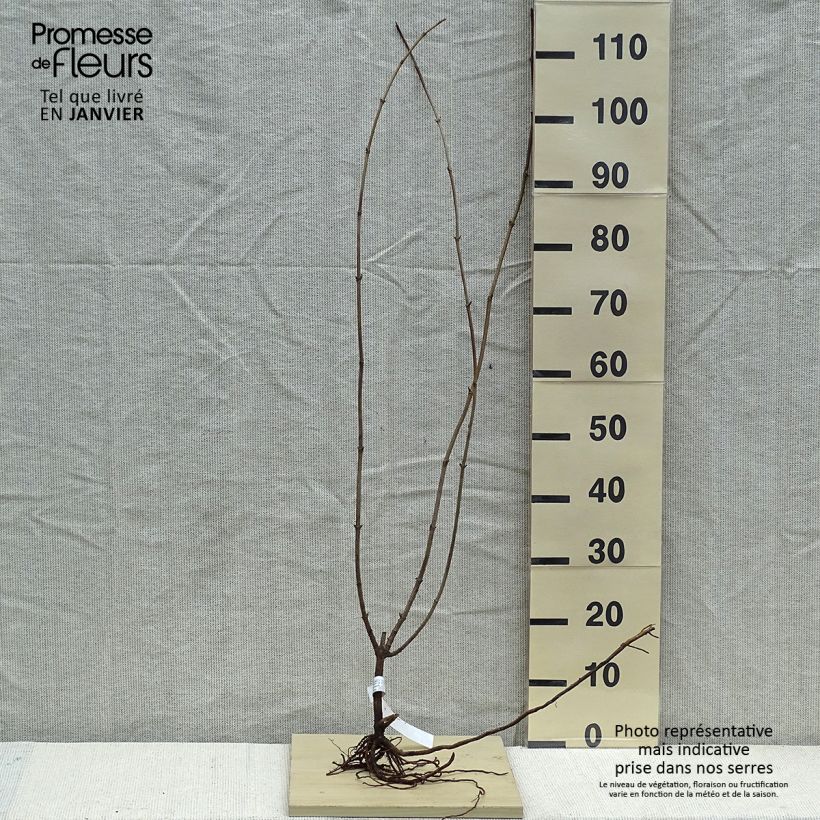 Sambuco nero Aurea Piante piccole a radice nuda esemplare consegnato in inverno