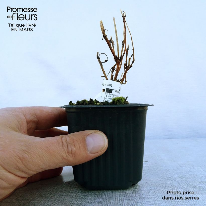 Sambuco nero Black Lace Vasetto da 8/9 cm esemplare consegnato in primavera