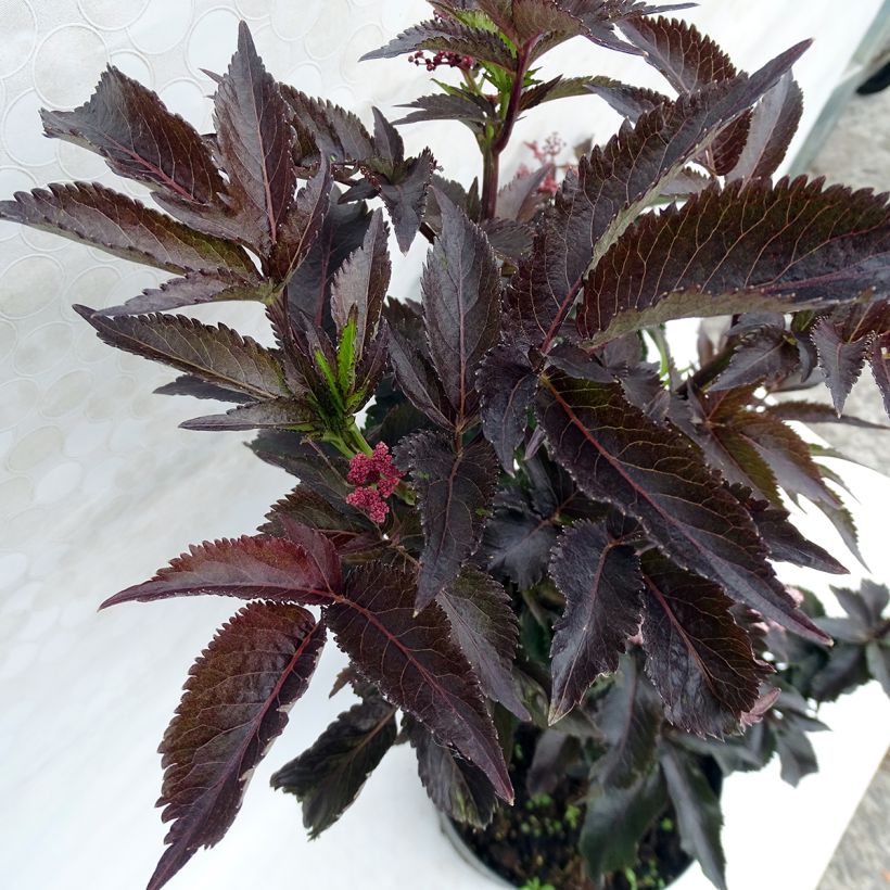 Sambuco nero Black Tower (Foliage)