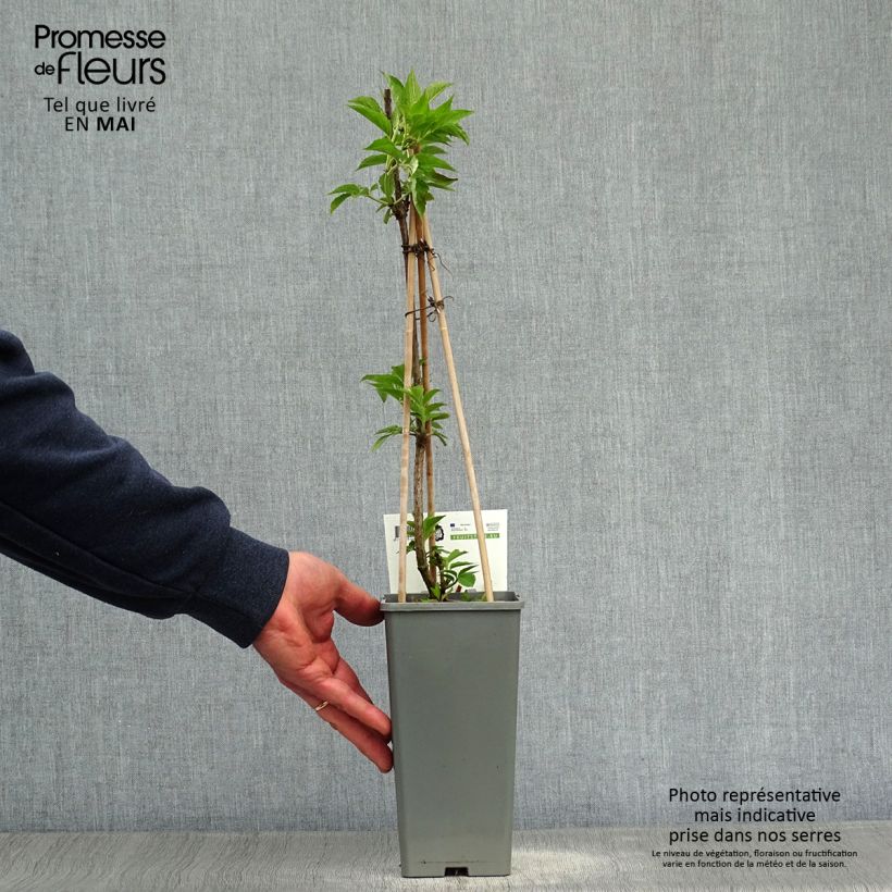 Sambucus nigra Haschberg - Sambuco Vaso da 1,5L/2L, A cespuglio esemplare consegnato in primavera