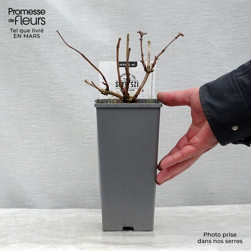 Sambucus nigra Korsor - Sambuco Vaso da 1,5L/2L, A cespuglio esemplare consegnato in primavera