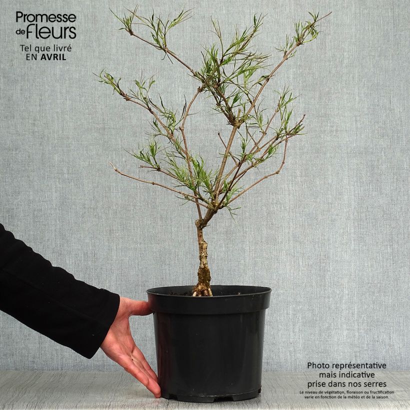 Example of Sambuco nero Linearis Vaso da 3L/4L as you get in printemps