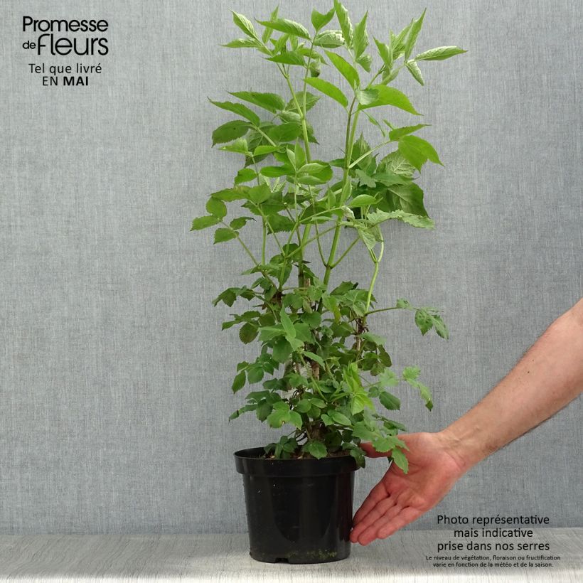 Example of Sambuco nero - Sambucus nigra Vaso da 2L/3L as you get in printemps