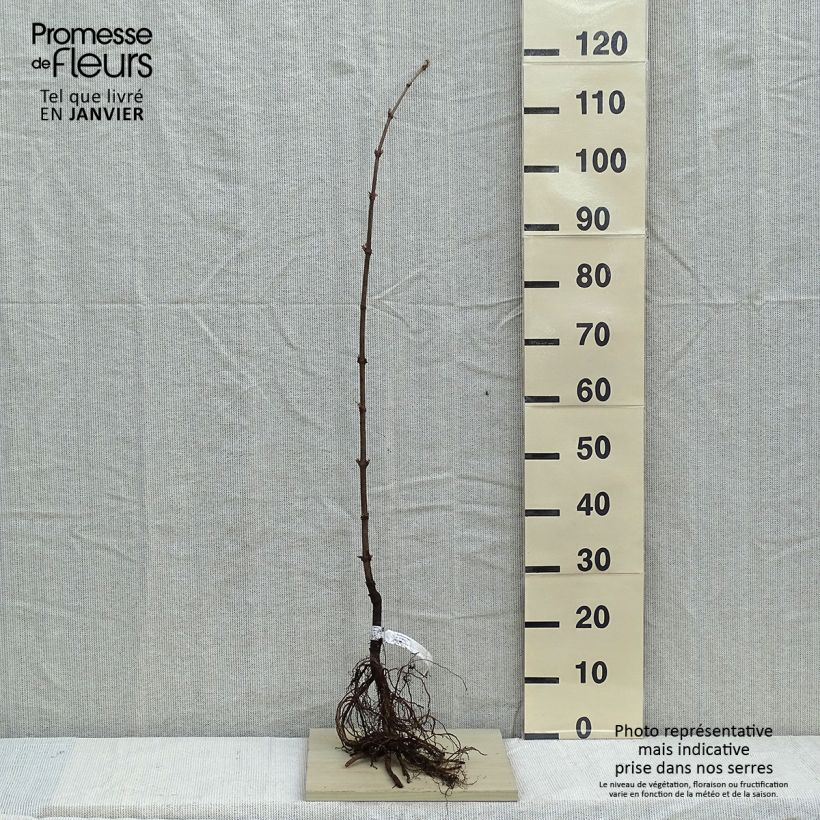 Example of Sambuco nero - Sambucus nigra Piante piccole a radice nuda as you get in hiver