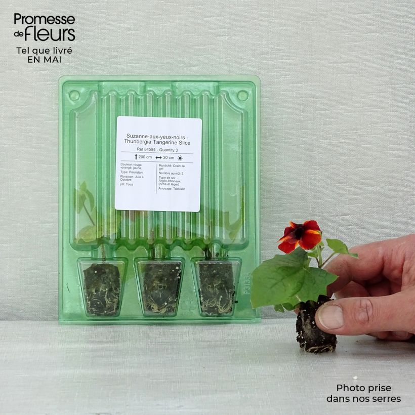Example of Susanna dagli occhi neri Tangerine Slice - Thunbergia alata Mini zolla Ø 1,5/2,5 cm as you get in printemps