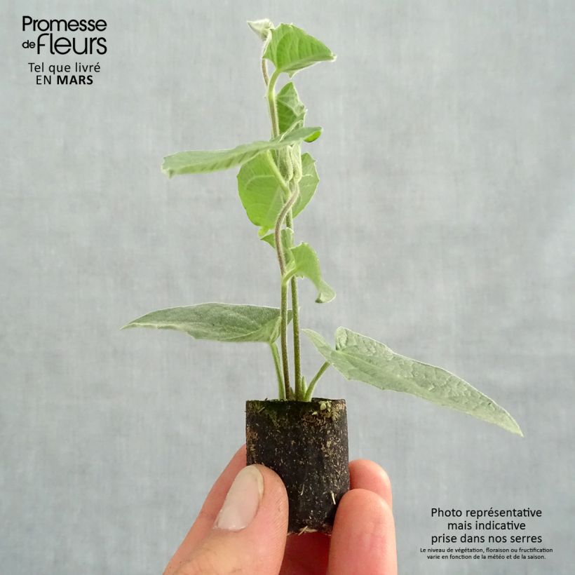 Susanna dagli occhi neri Sunny Suzy Rose Sensation - Thunbergia alata mini zolla... esemplare consegnato in primavera