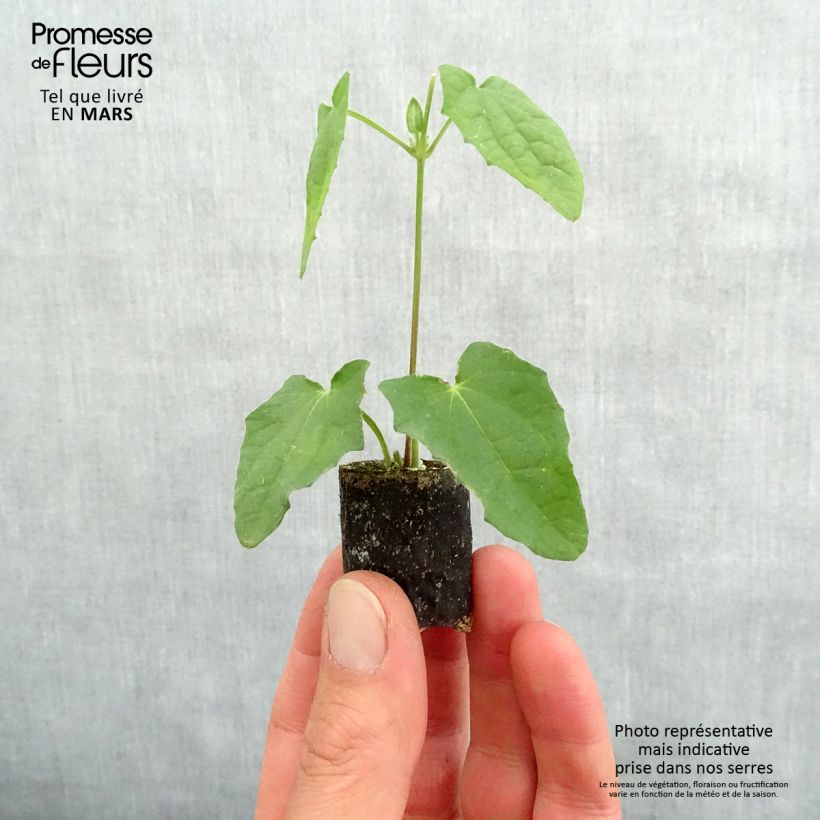 Example of Susanna dagli occhi neri - Thunbergia alata mini zolla... as you get in printemps